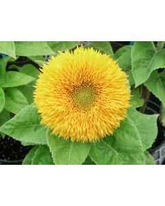Sunflower 'Teddy Bear'