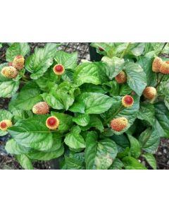 Eyeball/Toothache Plant