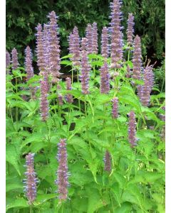 Lavender Hyssop 'Blue Licorice'