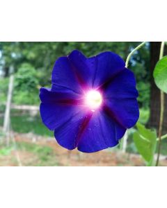 Morning Glory 'Grandpa Ott's' Seeds (Naturally Grown)