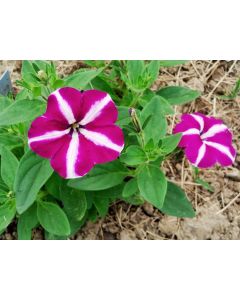 Petunia, Purple and White Striped Seeds (Naturally Grown)