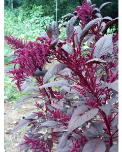 Amaranth 'Hopi Red Dye' 