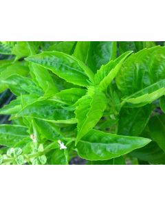 Basil 'Lettuce Leaf' Seeds (Naturally Grown)