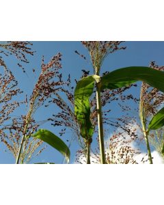 Multi-Color Broom Corn