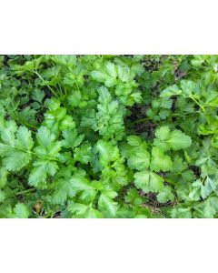 Dried Parsley Harvested on our Farm, Naturally Grown