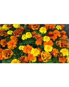 Marigold 'French Dwarf Double Mix'
