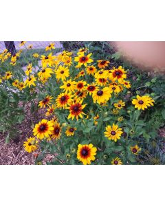 Black-Eyed Susan 'Autumn Colors' and 'Indian Summer' Mix 