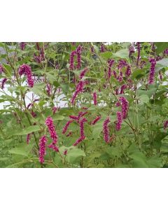 Kiss Me Over the Garden Gate 