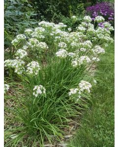 Garlic Chives