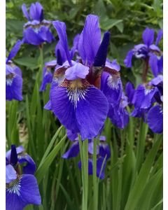 Purple Siberian Iris