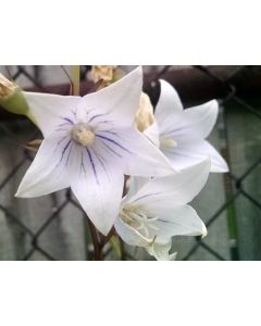 Balloon Flower 'Fairy Snow'