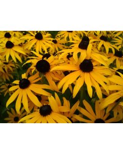 Black-Eyed Susan