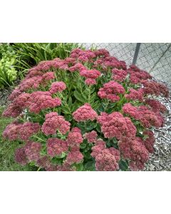 Showy Stonecrop, Pink Shades Mix Seeds (Naturally Grown)