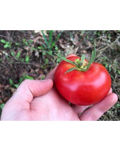 Tomato 'Kewalo'