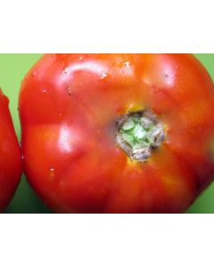 Tomato 'Crimson Cushion'