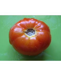 Tomato 'Peron Sprayless' 