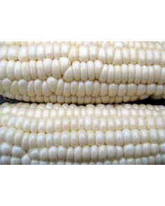 Sweet Corn 'Stowell's Evergreen' Seeds
