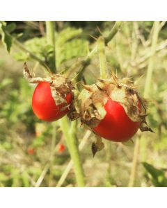Litchi Tomato AKA Morelle de Balbis 