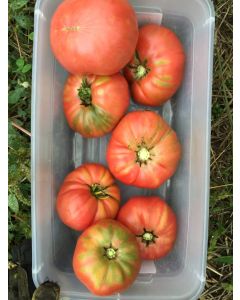 Tomato 'Barlow Japanese'