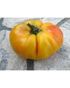 Tomato 'Gold Medal'