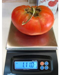 Tomato 'Garden Leader Monster'