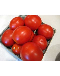 Tomato 'Mary's Square Paste' AKA 'Grandma Mary's Paste' 