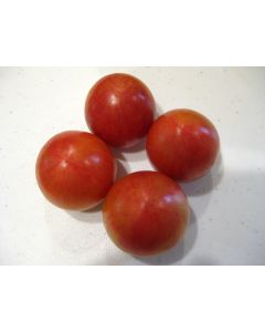 Tomato 'Pink Bumble Bee' 