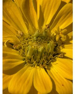 Zinnia 'Magellan Mix' Seeds (Naturally Grown)