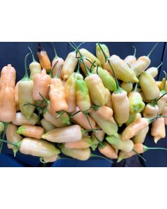 Hot Pepper ‘Sugar Rush Peach’ 