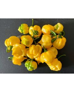 Hot Pepper ‘Bahamian Beast Yellow' Seeds (Naturally Grown)