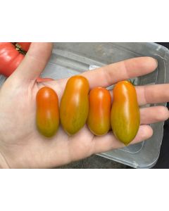 Tomato 'Sun Dipper F2' Seeds (Naturally Grown)