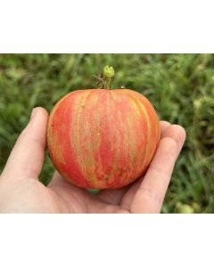 Tomato 'Pink Furry Boar' Seeds (Naturally Grown)