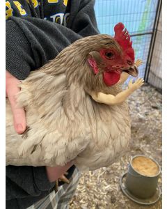 3D Printed Baby and Adult Human Arms/Hands for Chickens and Roosters