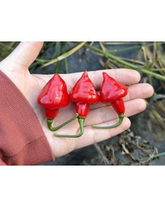 Hot Pepper 'Spinning Top' Seeds 