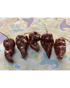 Hot Pepper ‘Chocolate Bastard' Seeds (Naturally Grown)