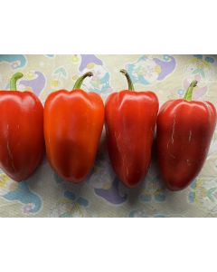 Sweet Pepper 'Ukrainian Early' Seeds (Naturally Grown) 
