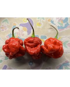 Hot Pepper 'Moruga Red Monster' Seeds (Naturally Grown)