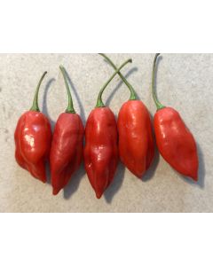 Hot Pepper 'Hot Paper Lantern' Seeds (Naturally Grown)