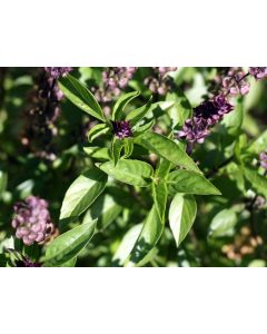 Basil 'Thai'