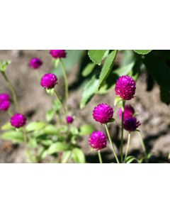 Globe Amaranth 'Las Vegas Purple'