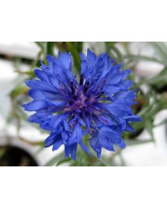 Bachelor's Button 'Blue Boy'