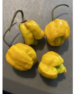 Hot Pepper ‘Yellow Scorpion x Reaper' Seeds (Naturally Grown)