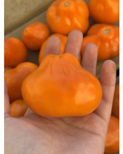 Tomato 'Aladdin's Lamp' Seeds (Naturally Grown)