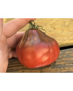 Tomato 'Antico Ravenna' Seeds (Naturally Grown)