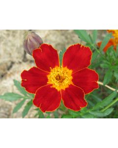 Marigold 'Scarlet Starlet'