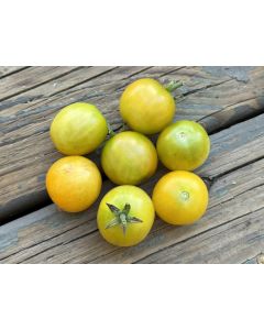 Tomato 'Gajo de Melon' (more yellow strain) Seeds