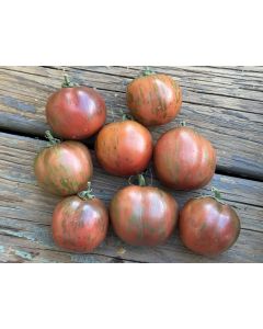 Tomato 'Sailor's Luck' Plant