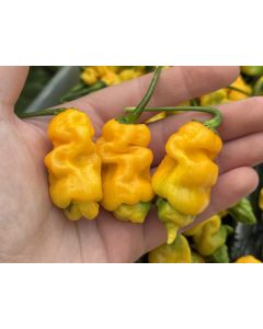 Hot Pepper 'Goronong' Seeds