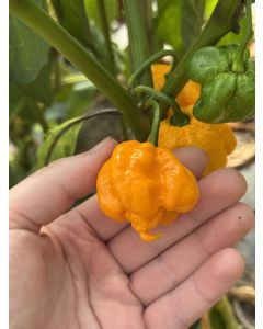 Hot Pepper '7 Pot Yellow' Seeds