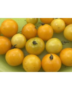Dwarf Tomato 'Eagle Smiley' Seeds